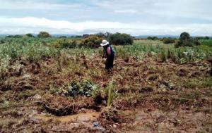 PUNO NECESITA S/ 400 MILLONES PARA REPARAR DAÑOS EN SU AGRICULTURA