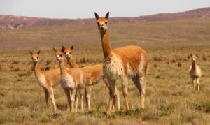 Puno registra crecimiento de la población de vicuñas, hoy, llega a 46.745 ejemplares