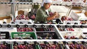 Pura Fruit recibe US$ 10 millones para expansión de producción