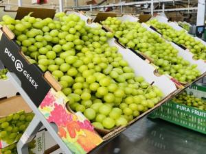 Pura Fruit se propone producir más de 32.8 millones de kilos de uva de mesa para 2023