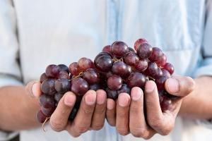¿Qué tendencias de uvas de mesa sucederán en Reino Unido en 2022?