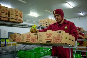 R Coorp empieza la exportación de 100 toneladas de pitahaya a los mercados de Europa