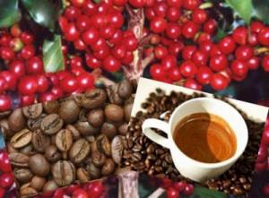 Ranking de los principales mercados destinos del café peruano