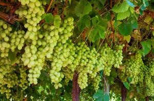 Rapel, Ecosac, El Pedregal, Beta y Pura Fruit Company son las principales exportadoras de uva peruana en la actual campaña