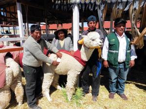 Razas de alpacas de Puno fueron consideradas como las más finas del mundo