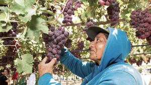 Reaccionemos ante el peor momento de la economía y la agricultura peruana