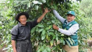 Realizan constante vigilancia fitosanitaria a los cultivos de palta Hass en Limatambo