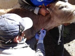 Realizan descarte de enfermedades zoonóticas en ganado de Huancavelica