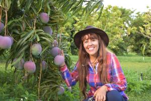 Realizan investigación sobre nuevas variedades de mangos para determinar potencial exportador