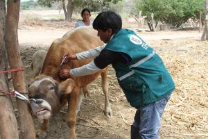 Realizan pruebas de descarte de Brucelosis Bovina en más de 1.200 cabezas de ganado