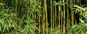 Realizarán taller sobre bambú y sus múltiples usos