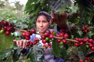 Reconversión productiva se amplía a más productos agropecuarios y más zonas