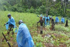 Reducción del espacio cocalero superará meta propuesta para el año 2018