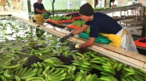Reducen producción de bananos en Ecuador por bajos precios