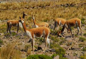 REGIÓN LA LIBERTAD REPOTENCIARÁ CRIANZA DE VICUÑAS, LLAMAS Y GUANACOS