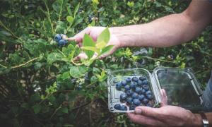Región Norte puede convertirse en la potencia agroexportadora del Perú