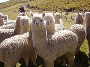 RELANZAN  LA COMISIÓN NACIONAL DE LA ALPACA 