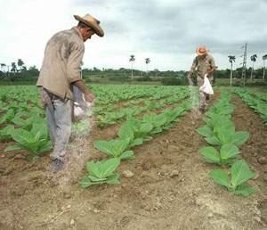 RENDIMIENTO DE CULTIVOS SE REDUCE CADA AÑO POR PLAGAS Y ENFERMEDADES