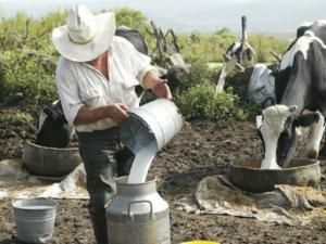 Rendimiento de leche por vaca podría hasta triplicarse con genética básica