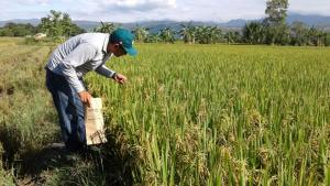 Rendimiento productivo de arroz en San Martín cae 43%