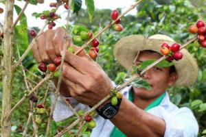 Rendimiento productivo promedio del café en Perú es uno de los más bajos comparado con otros países