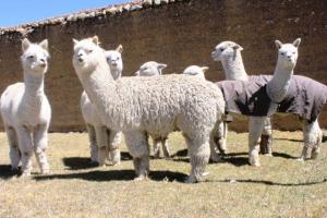 REPOSICIÓN DE ALPACAS INICIARÁ EN SETIEMBRE