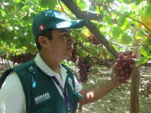 República Dominicana abre su mercado a las uvas peruanas