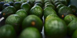 Retiran paltas de mercado en EE.UU. por temor a listeria