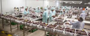 “Reto de la industria de la uva de mesa es acoplar bien el desarrollo de las nuevas variedades”