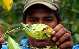 ROOT CAPITAL ALISTA CAPITAL PARA RENOVACIÓN DE CAFETALES EN EL PERÚ