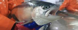 Salmoneras chilenas en alerta por brote de algas nocivas