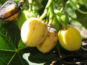 SAN MARTÍN: BUSCAN TRIPLICAR LA PRODUCCIÓN DE PIÑÓN BLANCO