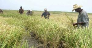 San Martín concentrará el 25% de la superficie nacional de arroz