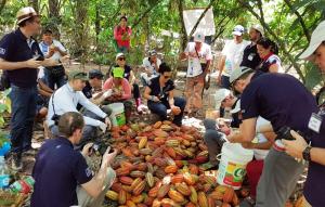 San Martín: expertos chocolateros visitan Comunidad Alto El Sol para conocer uno de los mejores cacaos del mundo