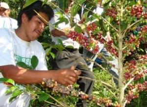 San Martín: instalan planta procesadora y laboratorio de café en Rioja