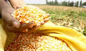 San Martín produce 92.382 toneladas de maíz amarillo duro por año