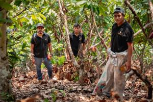 San Martín: productores de la Cooperativa Kurivas exportan 60 toneladas de cacao a Argentina