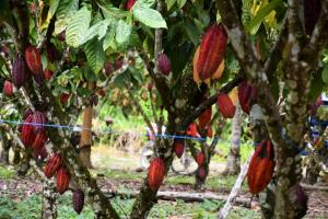 San Martín: productores de Uchiza y Nuevo Progreso se incorporan al desarrollo alternativo