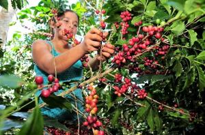 San Martín promoverá una mayor producción de café sostenible y competitivo