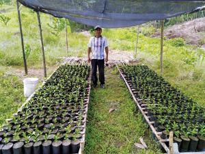 San Martín proyecta contar con 2.000 hectáreas de limón Tahití el 2022