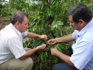 SAN MARTÍN: SENASA Y PRODUCTORES CAFETALEROS CONTROLAN BROCA DEL CAFÉ 