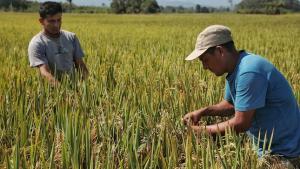 San Martín sería la principal región productora de arroz en el país