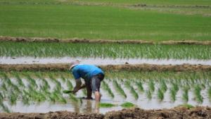 San Martín y Amazonas son las regiones donde más crece la siembra de arroz en Perú