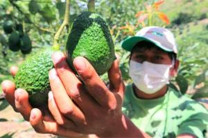 Sanidad vegetal: clave para el desarrollo de la agricultura familiar del país