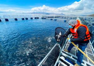 Sanipes consolidará su Marca de Certificación dando mayor valor agregado a los productos acuícolas en el 2022