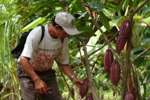 SATIPO: PRODUCTORES DE CAFÉ Y CACAO INCURSIONAN EN LA AGROFORESTERÍA