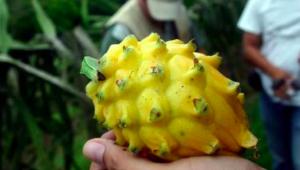 Se abren nuevos mercados para frutas peruanas en Nueva Zelanda, Asia y EE.UU.