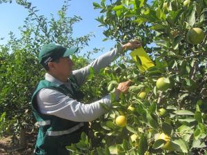 Se destinará una inversión de S/. 730 millones para ejecutar tres proyectos claves del Senasa