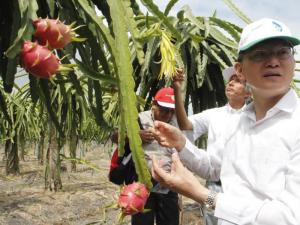 Se espera más oferta de pitahaya ecuatoriana en EE.UU.