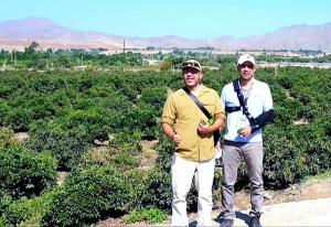 Se esperan mayores volúmenes de paltas orgánicas de Perú
